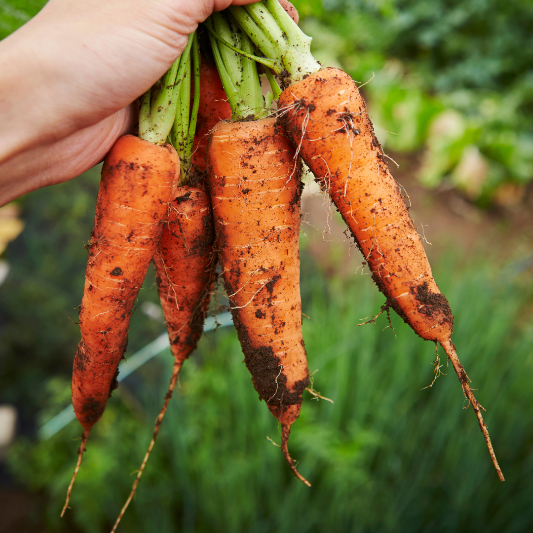 fall gardening august 2024