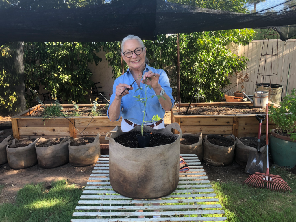 Vickie transplanting tomatoes