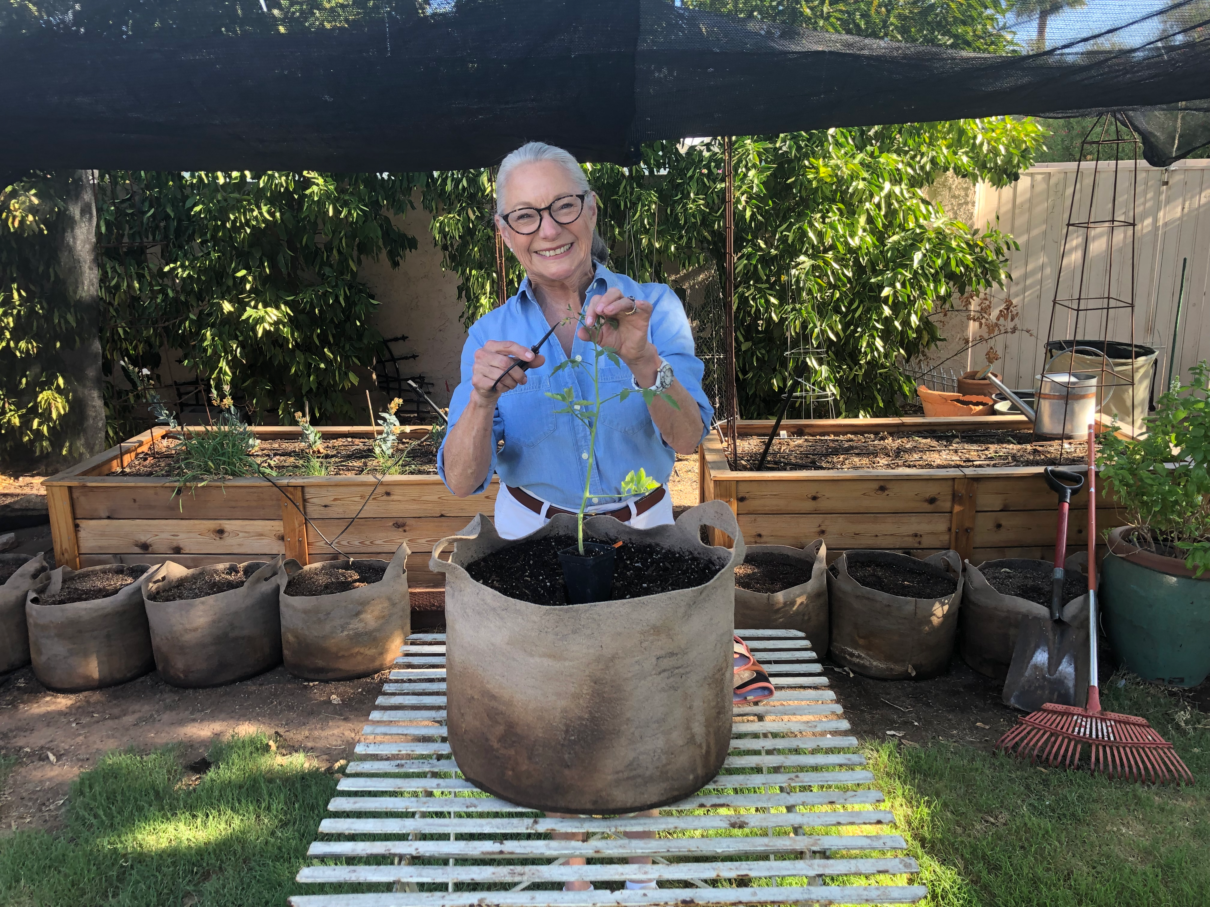 Vickie transplanting tomatoes