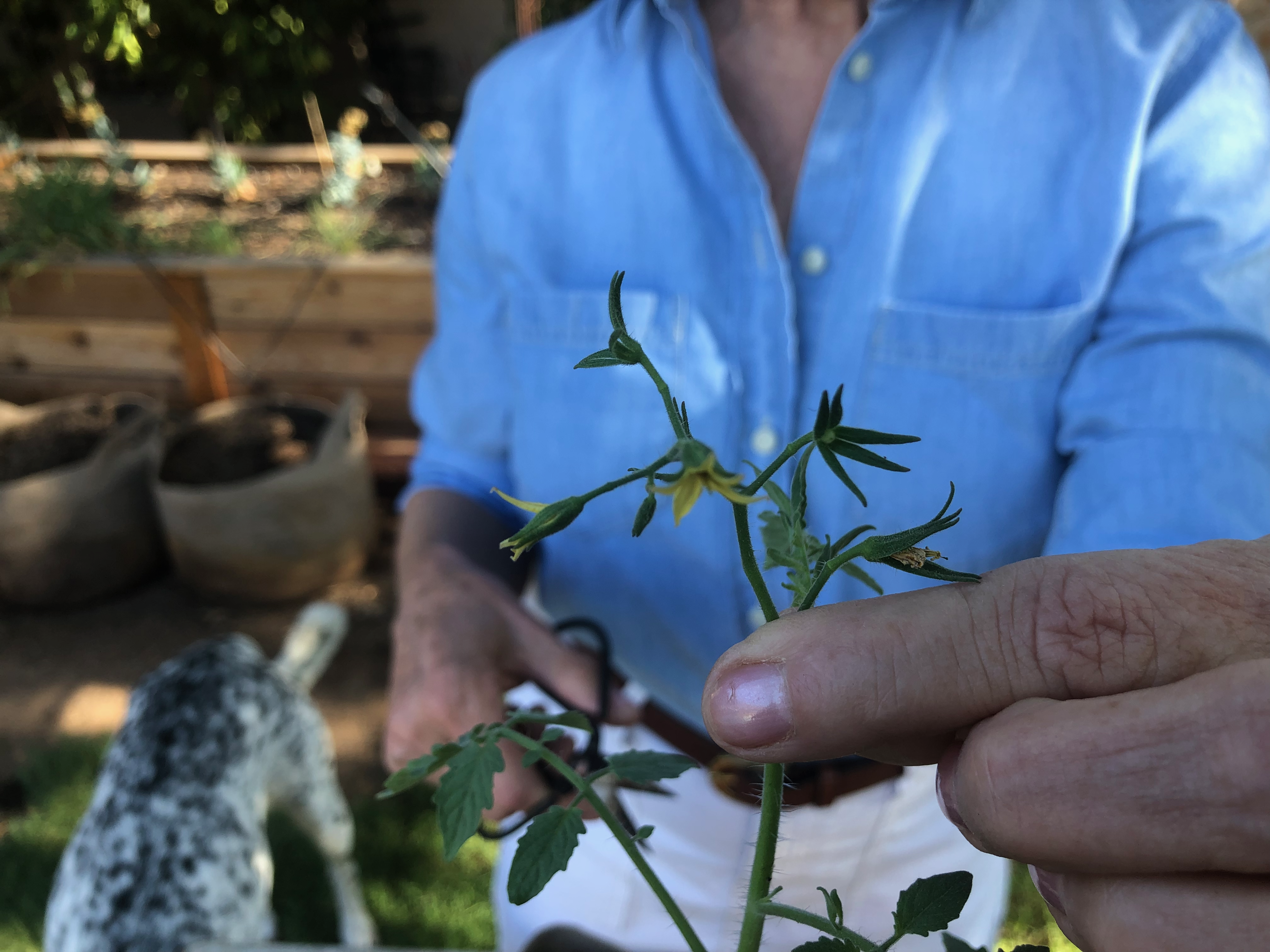 transplanting tomatoes seedling