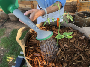 tomato seedling care