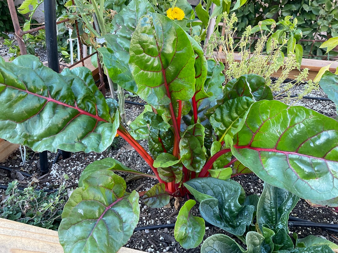 bright lights swiss chard nov garden