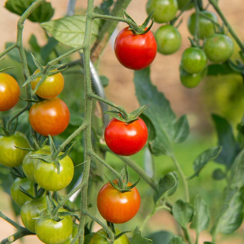 tomato garden harvest