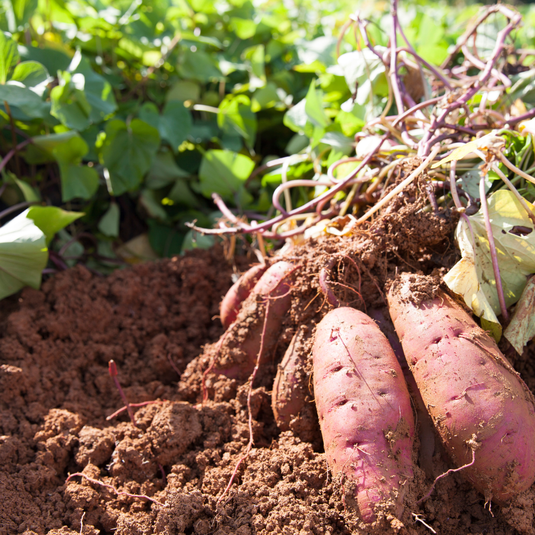 low desert garden sweet potatoes