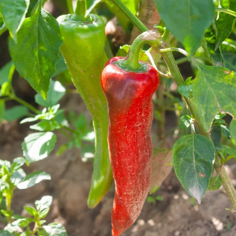 Instagram post from phxkitchengardens. This post is in position 28.