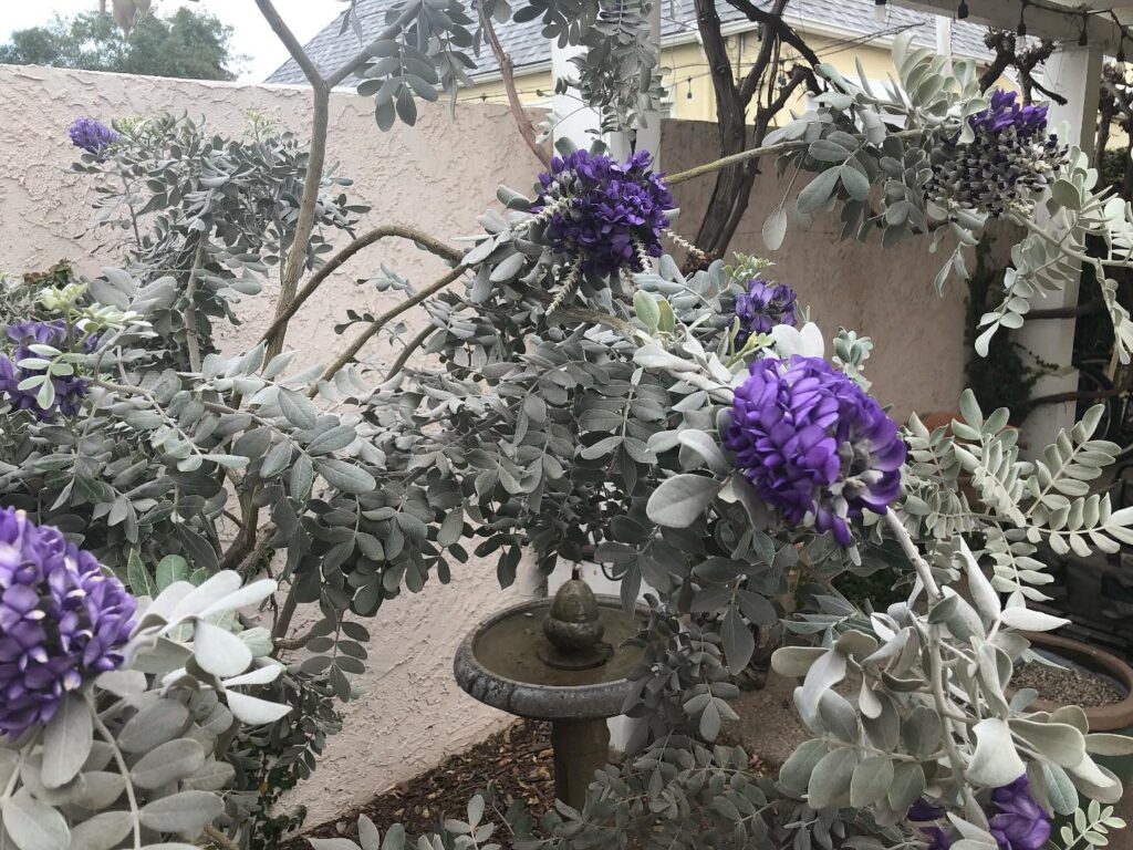 Instagram post from phxkitchengardens. This post is in position 21.