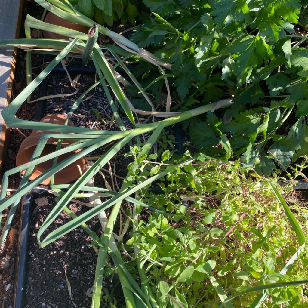 Instagram post from phxkitchengardens. This post is in position 1.