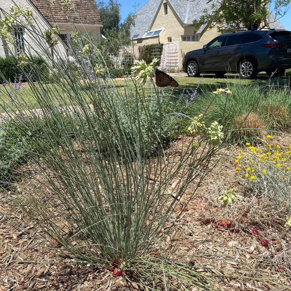 Instagram post from phxkitchengardens. This post is in position 1.