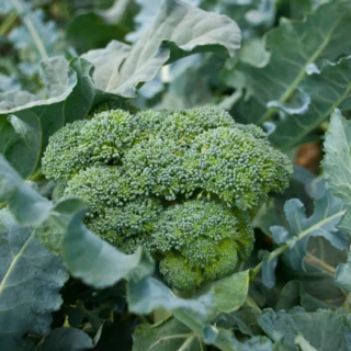 Instagram post from phxkitchengardens. This post is in position 26.