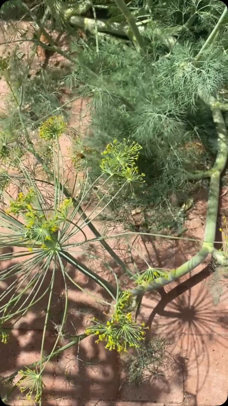 Instagram post from phxkitchengardens. This post is in position 18.