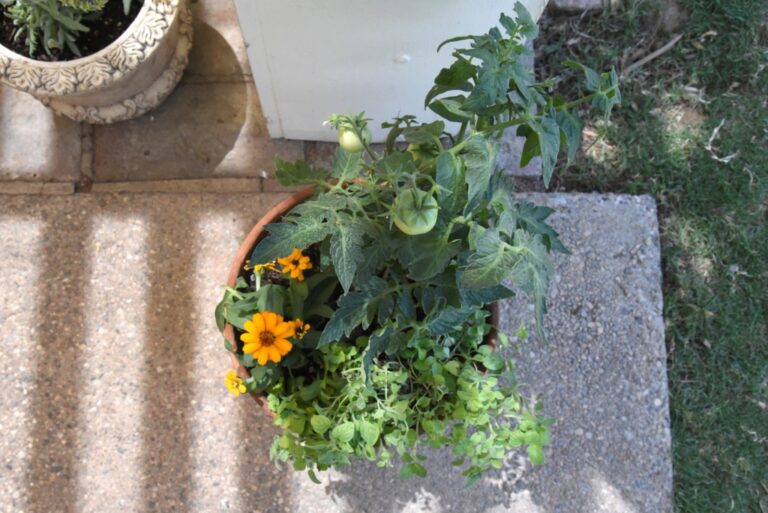 Instagram post from phxkitchengardens. This post is in position 21.