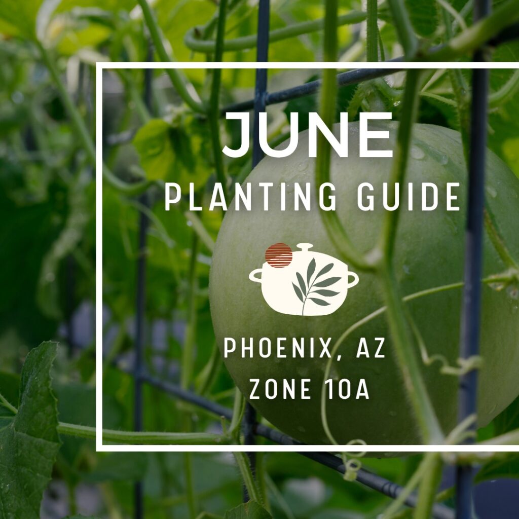 Instagram post from phxkitchengardens. This post is in position 0.