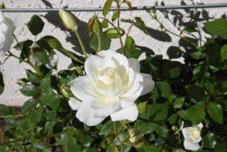 Instagram post from phxkitchengardens. This post is in position 15.