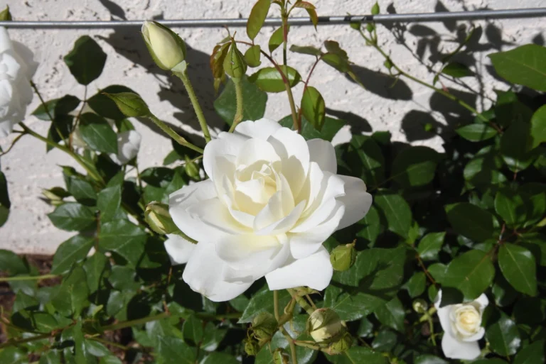 Instagram post from phxkitchengardens. This post is in position 14.