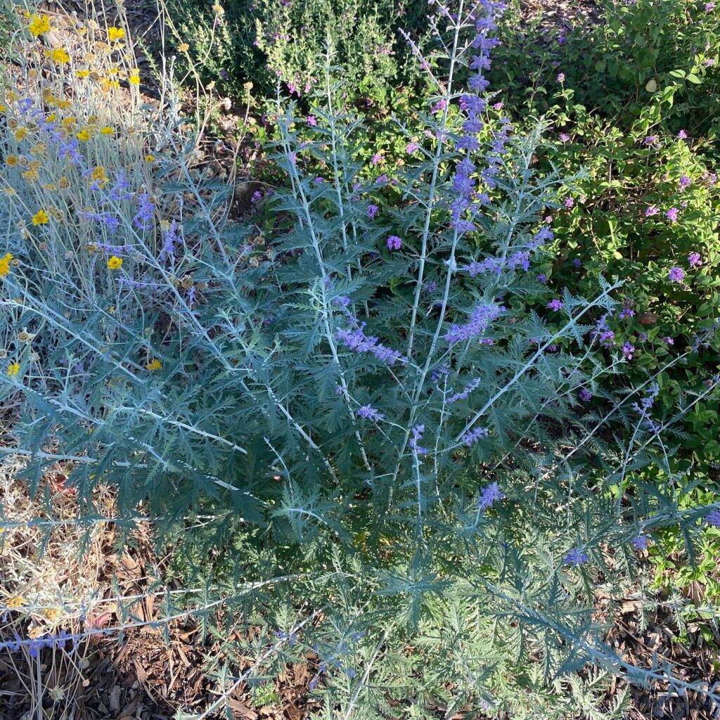 Instagram post from phxkitchengardens. This post is in position 3.