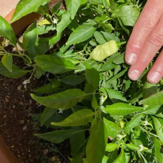 Instagram post from phxkitchengardens. This post is in position 23.