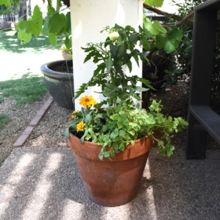 Instagram post from phxkitchengardens. This post is in position 8.