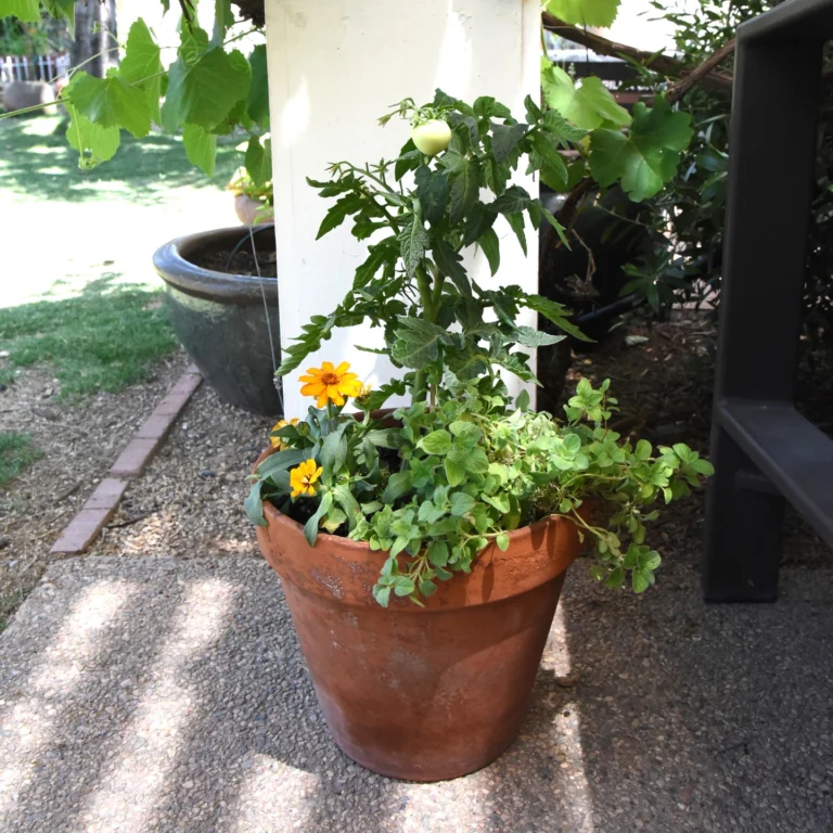 Instagram post from phxkitchengardens. This post is in position 7.