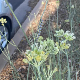 Instagram post from phxkitchengardens. This post is in position 1.