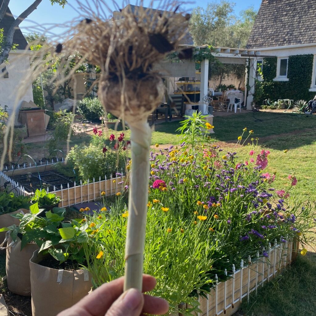 Instagram post from phxkitchengardens. This post is in position 0.