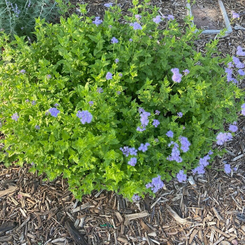 Instagram post from phxkitchengardens. This post is in position 2.