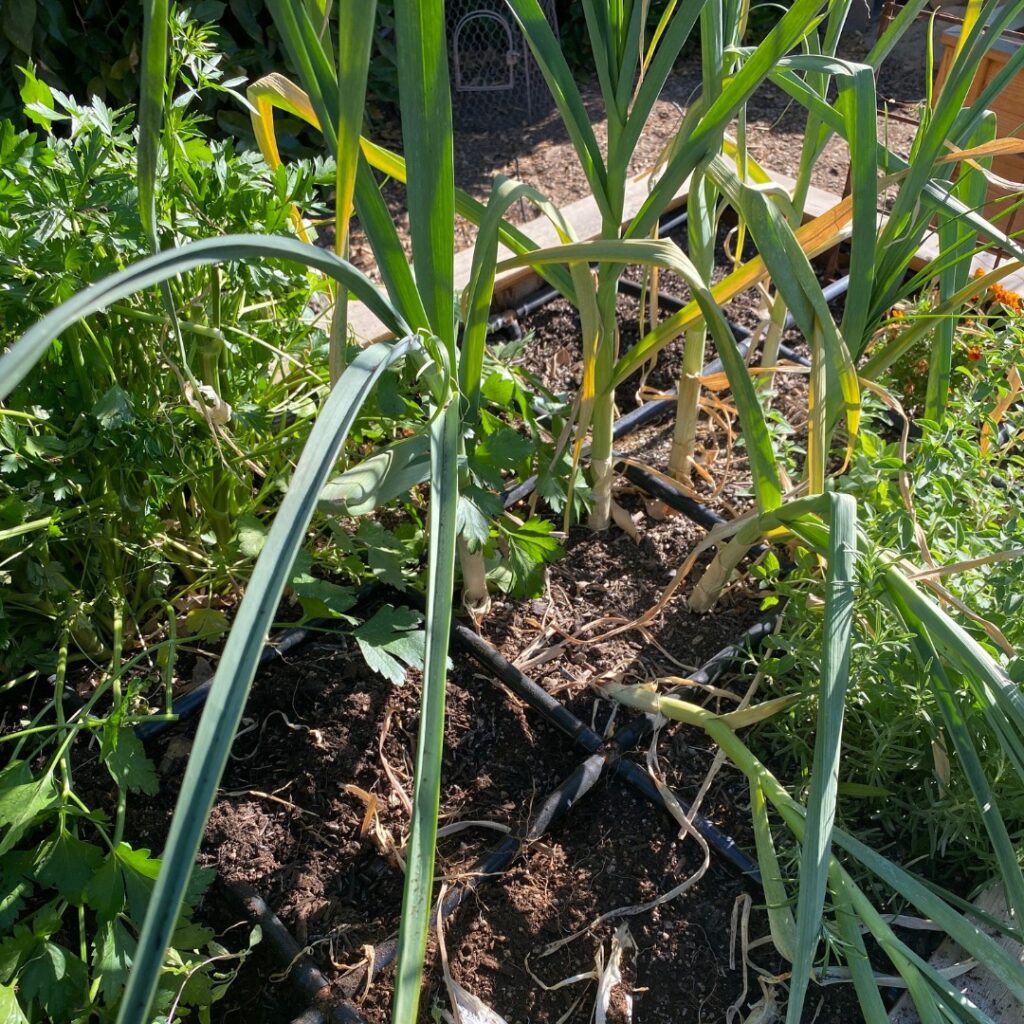 Instagram post from phxkitchengardens. This post is in position 2.
