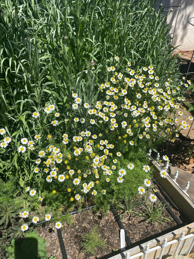 Instagram post from phxkitchengardens. This post is in position 15.